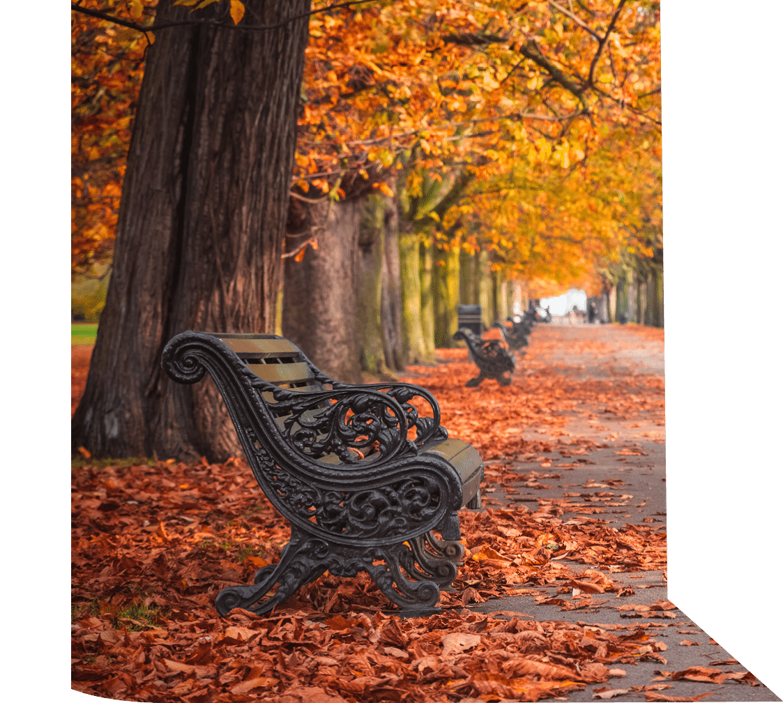 Seasonal landscape, treelined avenue with autumn scene in Greenwich, London