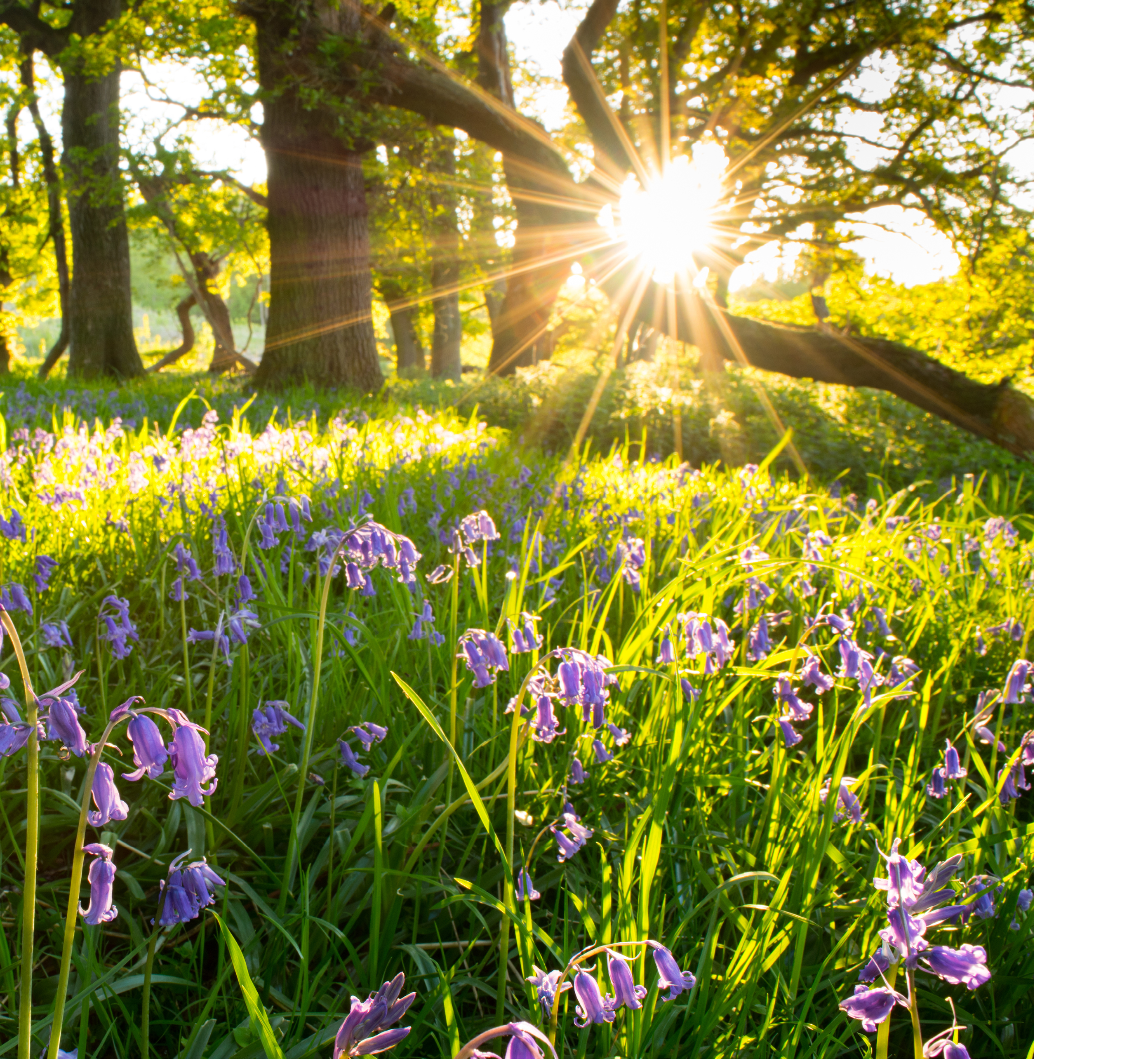 Bluebells from the woodlands of Old England. Bluebells are a delicate blue flower on a fine green stem. Native Bluebells of England droop at the top of the stem under the weight of the blooming flower heads.